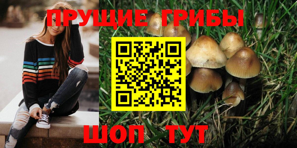 Псилоцибиновые грибы Psilocybine cubensis Кызыл